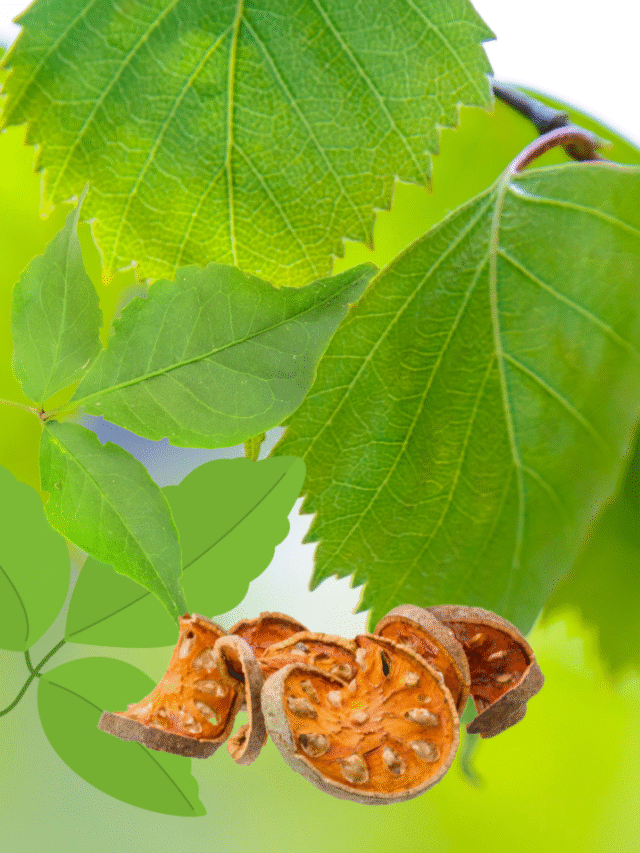 बेल के पत्ते चबाने के फायदे (Bael Leaves Benefits)